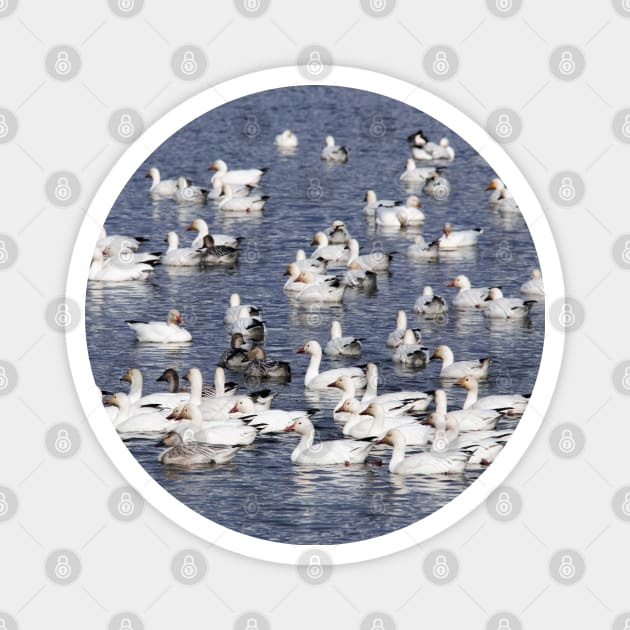 A Flock of Snow Geese at the Beach Magnet by walkswithnature